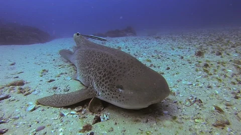 Leopard Shark Or Zebra Shark Close Up. Remoras Fish Cleaning Carpet Shark Stock-Footage 115134557