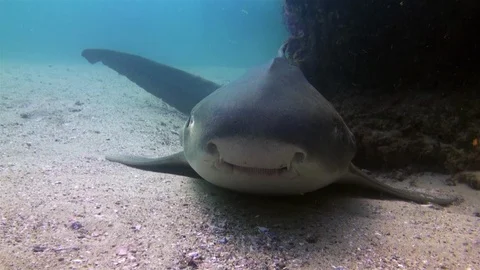 Leopard Shark Or Zebra Shark Close Up. Happy Cute &amp; Smiling Carpet Shark Video stock 115136231