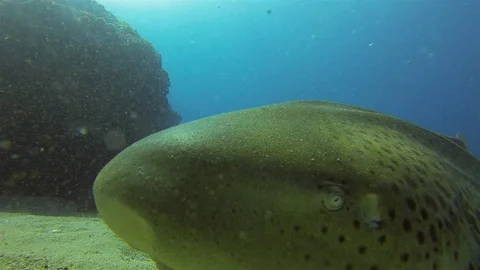 Leopard Shark Or Zebra Shark Close Up. Peaceful Bottom Dwelling Shark Relaxing Stock Footage 115800422