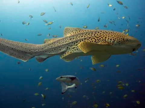 Leopard Shark Stock Photos