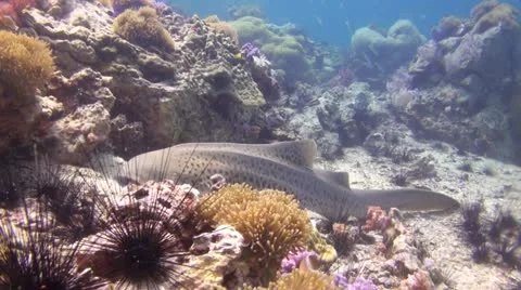 Leopard Shark resting, Clip 1 of 2 Stock Footage 22306304