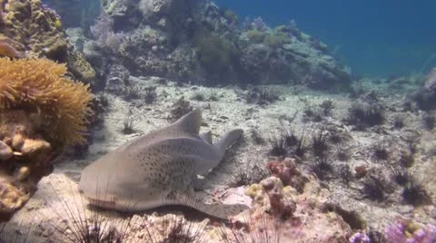 Leopard Shark resting, Clip 2 of 2 Stock Footage 22306322