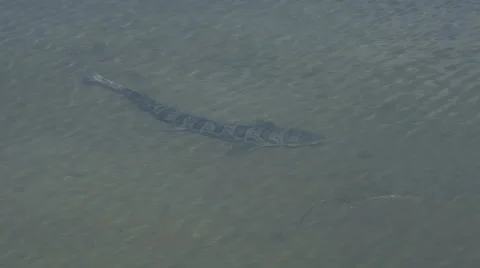 Leopard Shark In Shallow Water 4K Stock Footage 60957093