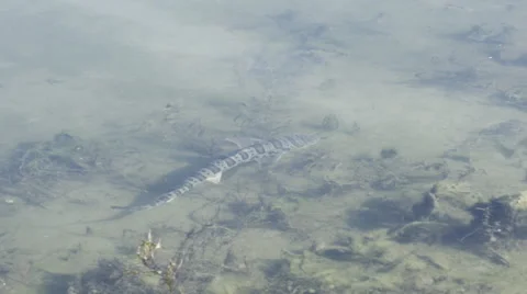 Leopard Shark In Shallow Water 4K Stock Footage 60957159