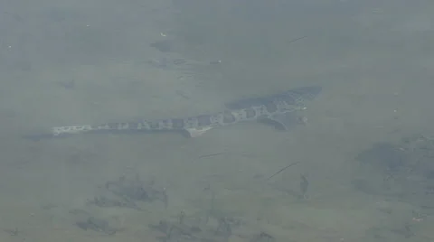 Leopard Shark Shallow Water 4K Stock Footage 60957333
