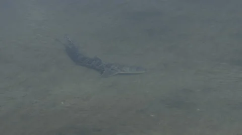 Leopard Shark Shallow Water 4K Stock Footage 60957371