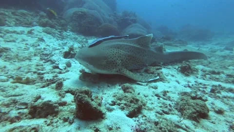 Leopard Shark with sucker fish Stock Footage 138858347