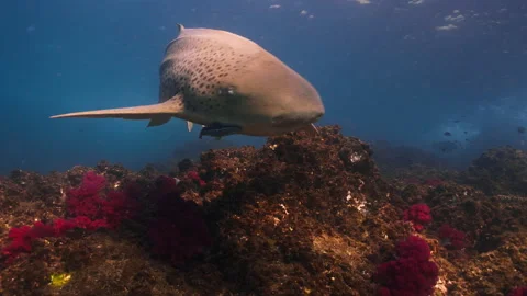 A leopard shark swims gracefully over a coral reef, highlighting its spotted Stock Footage 334166595