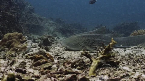 Leopard Shark In Thailand Stock Footage 303083598