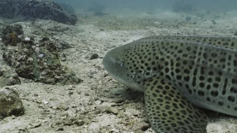 Leopard Shark in Thailand Video stock 303083639