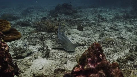 Leopard Shark in Thailand Video stock 303083645