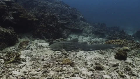 Leopard Shark in Thailand Video stock 303083648