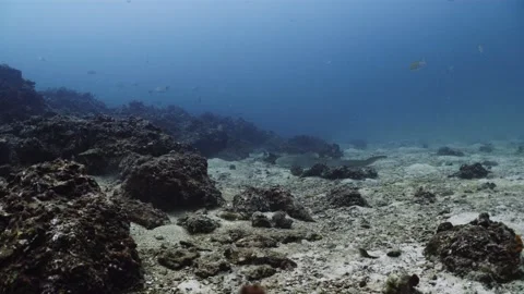 Leopard Shark in Thailand Video stock 303083656