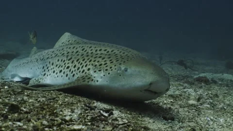Leopard Shark in Thailand Video stock 303083706