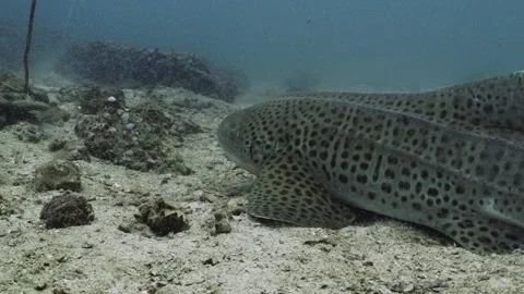 Leopard Shark in Thailand Video stock 303083732