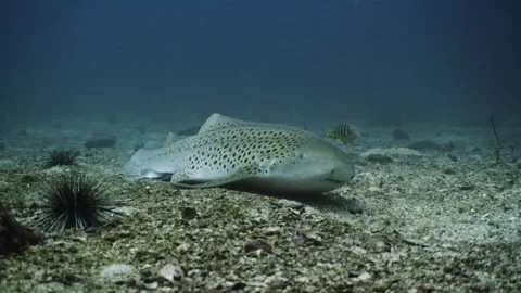 Leopard Shark in Thailand Video stock 303083764