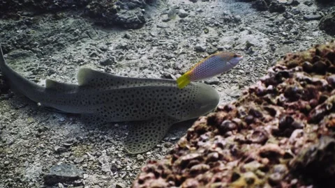Leopard Shark in Thailand Video stock 303083807