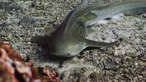 Leopard Shark in Thailand Video stock 303083827