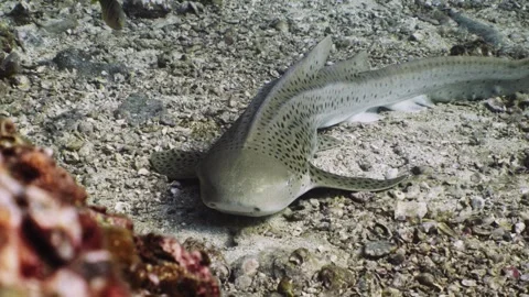 Leopard Shark in Thailand Video stock 303083843