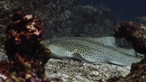 Leopard Shark in Thailand Stock Footage 303083858