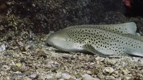 Leopard Shark in Thailand Video stock 303083879