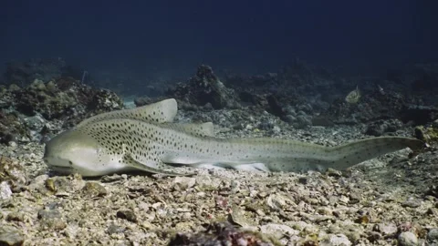 Leopard Shark in Thailand Video stock 303083881