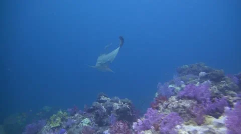 Leopard Shark on a tropical Reef Stock Footage 22303726