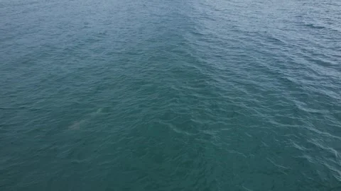 Leopard Shark In Turquoise Ocean In Gold Coast, QLD, Australia - Drone Shot Vidéo 328343232