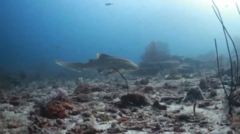Leopard shark underwater Stock Footage 50519507