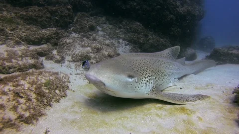 Leopard Shark. Zebra Shark Close Up &amp; Blue Fish Feeding.Carpet Shark Marine life Stock Footage 115130759
