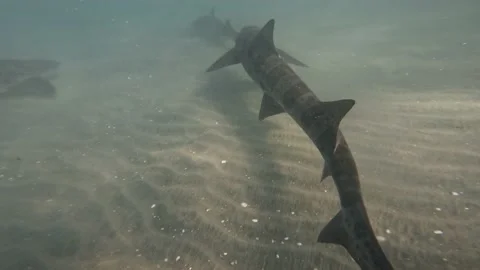 Leopard Sharks Stock Footage 170801233