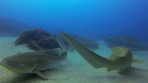 Leopard Sharks Or Zebra Sharks Close Up. Peaceful Bottom Dwelling Sharks Stock Footage 115354325