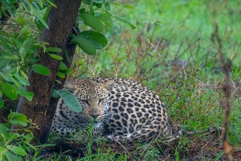 Leopard sheltering from the rain Stock Photos