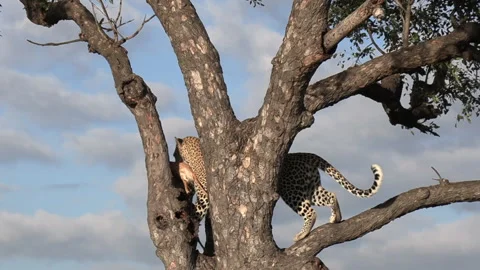 A leopard shows off its agility as it cl... | Stock Video | Pond5