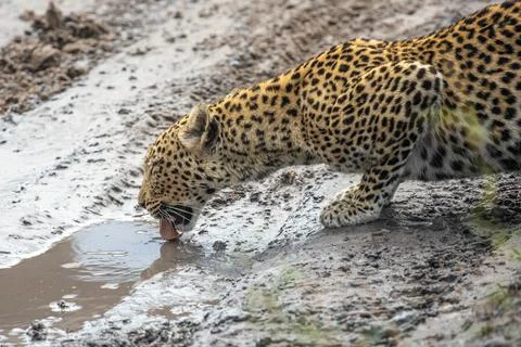 Leopard side portrait, drinking water with tongue. Safari. Botswana. Stock Photos