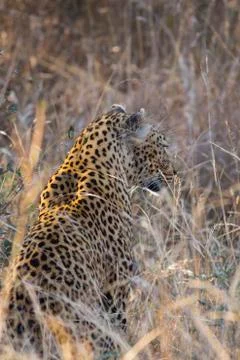 Leopard side profile in long grass  Stock Photos