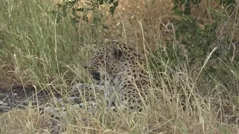 Leopard side profile within yellow vegetation — Part 4 Stock Footage 320790409