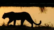 Leopard Silhouette Stock Footage