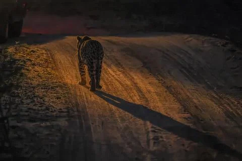 Leopard silhouette - Stock Photos