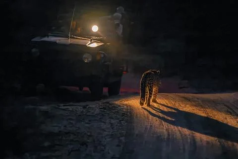 Leopard silhouette - Stock Photos