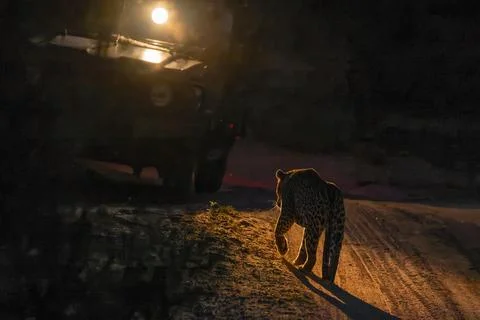 Leopard silhouette - Stock Photos