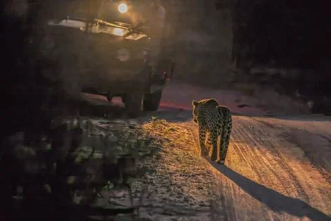 Leopard silhouette - Stock Photos