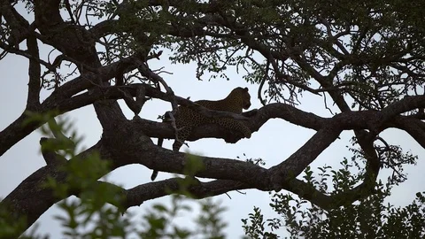 Leopard silhouette in tree Stock Footage 108494037