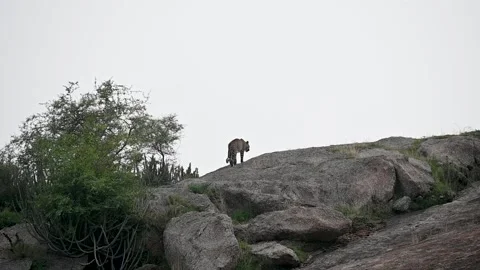 Leopard silhouetted against the evening sky in Jawai national park Stock Footage 284814429