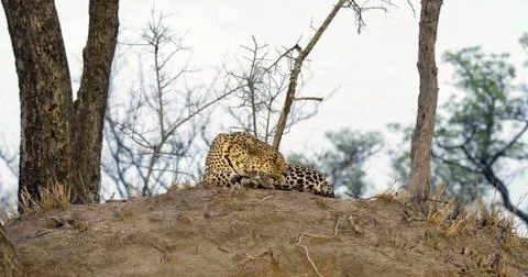 Leopard sit on old tree in desert look beautiful Stock Photos