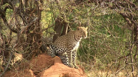 A leopard sits on an anthill to watch his territory Stock Footage 98594759