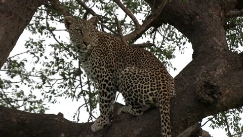 A leopard sits on a branch in a tree and looks into the distance. Close up. Stock Footage 257693487
