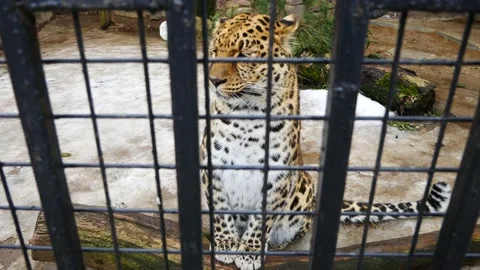 Leopard sits in a cage. Video stock 150495793