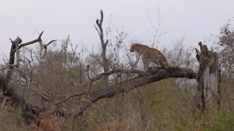 Leopard Sits On Fallen Tree Branch Stock-Footage 230934908