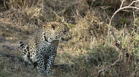 Leopard Sits Patiently Stock Footage 40481133